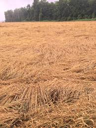 Has zucchini crop production taken any blows. Parts Of Arkansas Receive Double Digit Rainfall Flooding Comes At Critical Time For Wheat