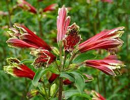 Alstroemeria Psittacina 1 Lily Plants Alstroemeria Peruvian Lilies