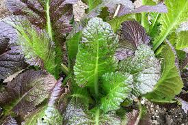 Nutzt beete mit frühbeetaufsatz oder sonstige die schießen mit den ersten warmen sonnenstrahlen direkt kleine blättchen nach, die sehr gut als salat essbar sind. Asia Salate Ernten Gelingt Das Ganze Jahr