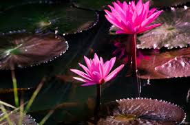 It's important to make sure there are small growing tips visible on each cutting. Day Waterlily Flowers Africa