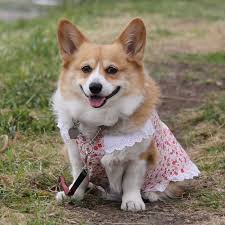 Little Pink Dresses Corgi Dog Costumes Funny Dog Baby Pictures