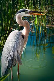 Birds That Sing At Night In Florida Wading Heron Tropical Birds Beautiful Birds Pet Birds