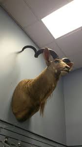 A Lovely Greater Kudu Mount At The Sharpshooter In Corpus Christi Texas Photo Taken By M J Wilkerson In Late Sept 2017 Kudu Corpus Christi