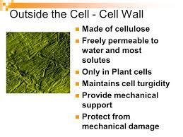 In plant cells, cell wall is made up of cellulose, hemicelluloses, pectin and proteins. Cell Organelles And Functions Outside The Cell Cell Wall Made Of Cellulose Freely Permeable To Water And Most Solutes Only In Plant Cells Maintains Ppt Download