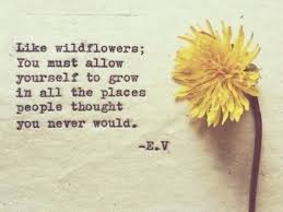 To love you like a daisy, is my loyal passion and duty. Flowers Poem Letterpile
