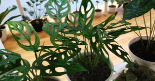 Memiliki duri dan bulu di sekitar batang atau tangkai bunga 5 Cara Membuat Daun Tanaman Hias Mengkilap Makin Menawan Popmama Com