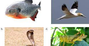 Maybe you would like to learn more about one of these? 50 Soal Ipa Sistem Pernapasan Manusia Binatang Essay Pilgan Oupenbuk