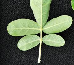 Image result for Commiphora mollis