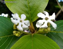 Image result for Guettarda