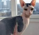 Mexican Hairless Cat - Wikipedia