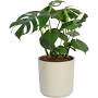 Air purifying plants indoor from www.lowes.com