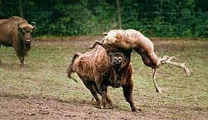 Banteng metal turonggo wilis banjardowo jombang. Bull Hewan Horn Di Mana Hidup Dan Seperti Apa Banteng Liar