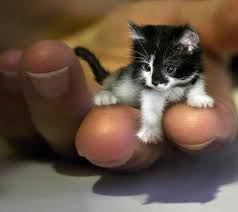 Smallest Kitten In The World Tiny Cats Cute Animals Kittens Cutest
