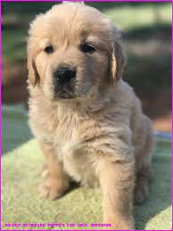 9 Great Lessons You Can Learn From Golden Retriever Puppies For Sale Breeders Golden Retriever Puppie Retriever Puppy Golden Retriever Puppy Golden Retriever
