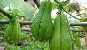 Saat stok mulai banyak, harga buah mangga biasanya akan turun dan bahkan dijual dengan harga yang cukup murah baik yang muda maupun yang matang. Cara Budidaya Labu Siam Yang Benar Tanaman Hias