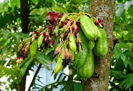 All the fruits retain their own characteristics like flavour, appearance and ripening times. Bilimbi Averrhoa Bilimbi Commonly Leeming Fruit Trees Facebook
