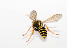 There are over 100,000 known species of wasps, and hornets are one subspecies of wasps. 5 Best Wasp And Hornet Sprays In 2021 Detailed Reviews