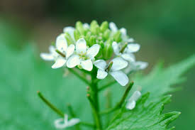 Image result for Setaria petiolata