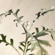 Image result for Jacobaea maritima