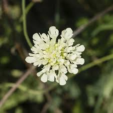 Image result for Scabiosa drakensbergensis