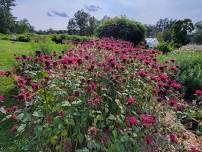 Gifts of the Garden: Q&A Sessions