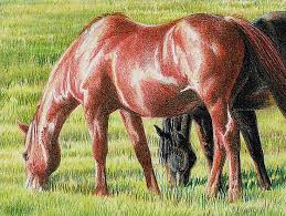 By the way, the ford mustang came out in the distant 1964 and immediately became a cult model known throughout the world due to its design and considerable. How To Draw A Realistic Chestnut Horse With Colored Pencils Emptyeasel Com