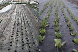 This short video explains how to install landscape fabric in your backyard garden, from digging trenches, to the tools you'll need to get the job done. Growing With Landscape Fabric Floret Flowers