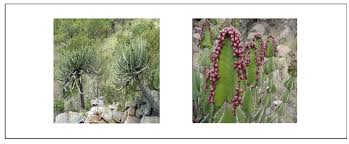 Image result for Euphorbia neopolycnemoides
