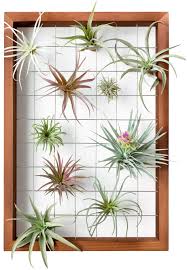Hanging air plants is a great way to display them & show them off. Amazon Com Mkono Air Plant Frame Hanging Airplant Holder Tillandsia Display Hanger Wooden Shelf Wall Decor For House Plants Succulent 16 Plant Not Included Garden Outdoor