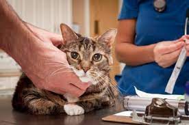 Of course, early detection is best. Bloodwork For Your Cat Why It S Important And What It Means The Conscious Cat