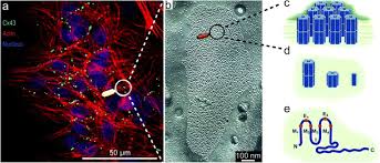 Maybe you would like to learn more about one of these? Gap Junction Mediated Cell To Cell Communication Springerlink