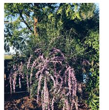 Image result for Buddleja alternifolia