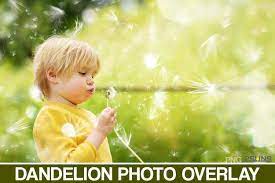 Photoshop Overlay Dandelion Flower Overlays Photoshop Etsy Photo Overlays Photoshop Overlays Overlays