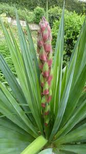 Image result for Yucca gloriosa