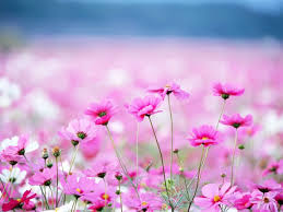 Amazing Flower Field Flowers Photography Desktop Wallpaper 1152x864 Wallpaper Download Beautiful Flowers Wallpapers Pink Flowers Wallpaper Amazing Flowers