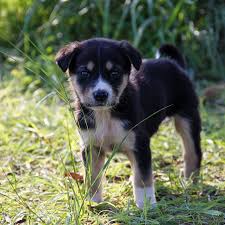 Who is the breeder of the pudelpointer dog? How Much Does Artificial Insemination For Dogs Cost Canine Scanning