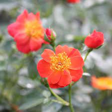 Check spelling or type a new query. Oso Easy Hot Paprika Rose Plants For Sale Free Shipping