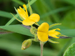 Image result for Rhynchosia