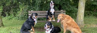 Program is a special part of hendrick center for rehabilitation. Animal Hospital Of Rye Marysville Veterinary Hospital