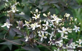 Image result for Clematis recta atropurpurea