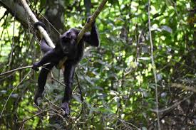 Image result for Disperis mozambicensis