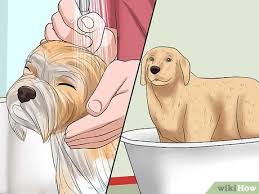 Apply a conditioner at the tips and move upwards towards the roots. How To Prevent Matting In Dogs 9 Steps With Pictures Wikihow Pet