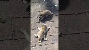 Chemtec pest control has been providing pest control services for thumann's meats for about 20 years. Humane Raccoon Removal Nassau County Animal Control