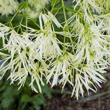 Image result for Chionanthus