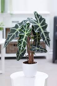Kidsafe kidsafe queensland fact sheet: Alocasia Elephant Ear Non Flowering Indoor Plants Plantshop Me