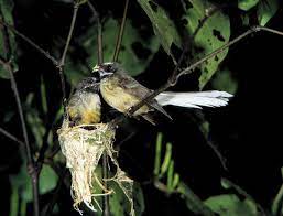 Silence Of The Fantails New Zealand Geographic