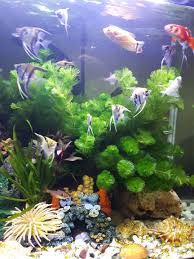 Pin By Bykov Aleksandr On Akvarium Aquarium Fish Cool Fish Fish Tank