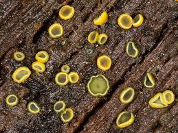 Image result for Chlorosplenium chlora