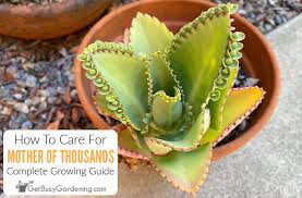 Image result for Kalanchoe daigremontiana