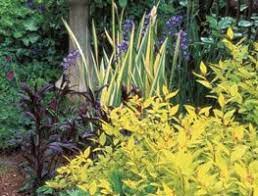 Foliage plants have its beauty. Foliage Plants For Your Garden Garden Design